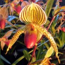Paphiopedilum orchid, Lady Slipper flower, Pacific Orchid Expo 2015, San Francisco, California