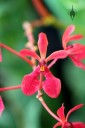 Renanthera Kalsom 'Red Dragon', red orchid hybrid flower, Orchids in the Park 2014, San Francisco, California