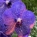 Vanda Tokyo Blue 'Sapphire' AM AOS, orchid hybrid, Pacific Orchid Expo 2015, San Francisco, California
