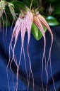 Bulbophyllum Elizabeth Ann 'Buckleberry', orchid hybrid, long skinny reddish purple and yellow flowers, Pacific Orchid Expo 2015, San Francisco, California