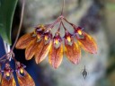 Bulbophyllum andersonii, orchid species with purple red and yellow flower, Pacific Orchid Expo 2015, San Francisco, California
