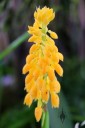 Calanthe densiflora, orchid species with yellow flowers, Pacific orchid Expo 2015, San Francisco, California
