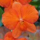 Cattleya coccinea or Sophronitis coccinea, miniature orchid species with bright orange flowers, Pacific orchid Expo 2015, San Francisco, California