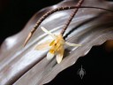 Coelogyne incrassata, orchid species with yellow and white flower and bronze leaves, Pacific orchid Expo 2015, San Francisco, California