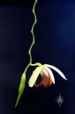 Coelogyne usitana, orchid species with white brown and dark orange flowers, zig-zag flower stem,  Pacific orchid Expo 2015, San Francisco, California