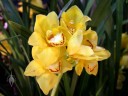 Cymbidium Chuk Nam Moi, orchid hybrid with yellow red and white flowers, Pacific Orchid Expo 2010, San Francisco, California