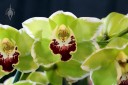 Cymbidium Eaglewood Kana 'Flash', orchid hybrid, green white and red flowers, Pacific Orchid Expo 2015, San Francisco, California