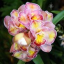 Cymbidium Lucky Gloria 'Miss Kim', orchid hybrid, pink yellow and white flowers, Pacific Orchid Expo 2015, San Francisco, California