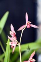 Cymbidium sinense, Chinese orchid species with red and white flowers, Pacific Orchid Expo 2014, San Francisco, California