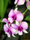 Dendrobium hybrid with purple and white flowers, Orchids in the Park 2012, San Francisco, California