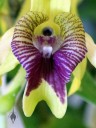 Dendrobium shiraishii close up of flower lip, orchid species with purple and yellow flowers, Pacific orchid Expo 2015, San Francisco, California