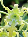 Dendrobium spectabile v aureum, orchid species, yellow and white flowers, Pacific Orchid Expo 2015, San Francisco, California