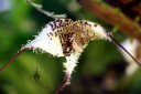 Dracula gorgona, orchid species with hairy white yellow and reddish-purple flowers, Pacific Orchid Expo 2015, San Francisco, California