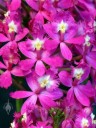 Epidendrum Yoko 'Yokohama', orchid hybrid with pink flowers, Pacific orchid Expo 2015, San Francisco, California