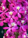 Epidendrum Yoko 'Yokohama', orchid hybrid with pink flowers, Pacific Orchid Expo 2015, San Francisco, California