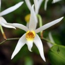 Epigeneium acuminatum, orchid species with white red and yellow flower, Pacific Orchid Expo 2015, San Francisco, California