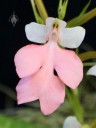 Habenaria Regnieri, orchid hybrid with pink and white flower, Pacific Orchid Expo 2015, San Francisco, California