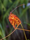 Masdevallia flower, red and orange flower, Pacific Orchid Expo 2015, San Francisco, California