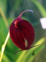 Masdevallia Tourmaline x Bay Breeze, orchid hybrid, deep red flower, Pacific Orchid Expo 2015, San Francisco, California