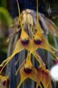 Masdevallia caesia, orchid species, yellow and reddish purple flowers, Pacific Orchid Expo 2015, San Francisco, California