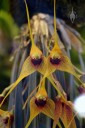 Masdevallia caesia, orchid species, yellow and reddish purple flowers, Pacific Orchid Expo 2015, San Francisco, California