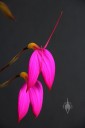 Masdevallia coccinea, orchid species with bright pink flowers, grown outdoors in Pacifica, California