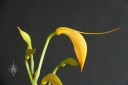Masdevallia coccinea var xanthina 'M. Wayne Miller' AM/AOS, side view of flower opening and flower buds, orchid species with bright yellow flowers, grown outdoors in Pacifica, California