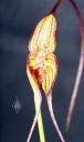 Masdevallia manoloi, orchid species with yellow and red flowers, Pacific orchid Expo 2015, San Francisco, California