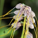 Masdevallia polysticta, mini orchid species with purple white and yellow flowers, Pacific Orchid Expo 2015, San Francisco, California