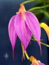 Masdevallia rosea. orchid species with pink and orange flowers, Pacific orchid Expo 2015, San Francisco, California