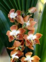 Neomoorea wallisii, orchid species with peach white yellow and purple flowers, Pacific Orchid Expo 2015, San Francisco, California