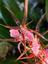 Oncidium Shelob 'Tolkien', orchid hybrid with red yellow pink and white flowers, Pacific Orchid Expo 2015, San Francisco, California