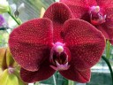 Phalaenopsis hybrid, Moth Orchid flower, Kawamoto Orchid Nursery, Honolulu, Hawaii