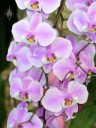 Phalaenopsis schilleriana, Moth Orchid species with pink white and yellow flowers, Pacific Orchid Expo 2015, San Francisco, California