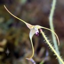 Porroglossum muscosum, miniature orchid species with white yellow and purple flowers, Pacific orchid Expo 2015, San Francisco, California