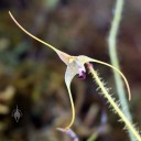 Porroglossum muscosum, miniature orchid species with white yellow and purple flowers, Pacific Orchid Expo 2015, San Francisco, California