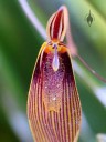 Restrepia flower close up, mini orchid species with red yellow and white flowers, Pacific orchid Expo 2015, San Francisco, California