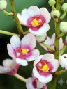 Sarcochilus George Culthop x Melody, orchid hybrid with pink yellow and white flowers, Pacific orchid Expo 2015, San Francisco, California