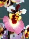 Tolumnia Genting Pink Lady, orchid hybrid with pink purple white and yellow flowers, Pacific orchid Expo 2015, San Francisco, California