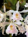 Trichopilia suavis, orchid species, pink yellow and white flowers, Pacific Orchid Expo 2015, San Francisco, California