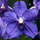 Vanda Pachara Delight hybrid, orchid hybrid, deep blue flower, Pacific Orchid Expo 2015, San Francisco, California
