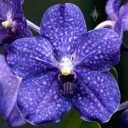 Vanda Pachara Delight hybrid, orchid hybrid, deep blue flower, Pacific Orchid Expo 2015, San Francisco, California