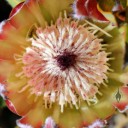 Protea burchellii, close up of flower, Univ. of California Botanical Garden at Berkeley
