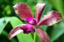 Cattleya hybrid, Orchids in the Park 2013, Golden Gate Park, San Francisco, California