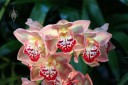 Cymbidium hybrid, red white and yellow flowers, Pacific Orchid Expo 2015, San Francisco, California