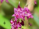 Lepanthopsis astrophora flowers, miniature orchid species, grown indoors in Pacifica, California