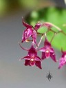 Lepanthopsis astrophora flowers, miniature orchid species, grown indoors in Pacifica, California