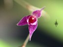 Lepanthopsis astrophora flower close up, miniature orchid species, grown indoors in San Francisco, California