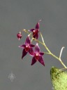 Lepanthopsis astrophora, miniature orchid species, grown indoors in San Francisco, California