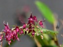 Lepanthopsis astrophora, miniature orchid species, grown indoors in San Francisco, California